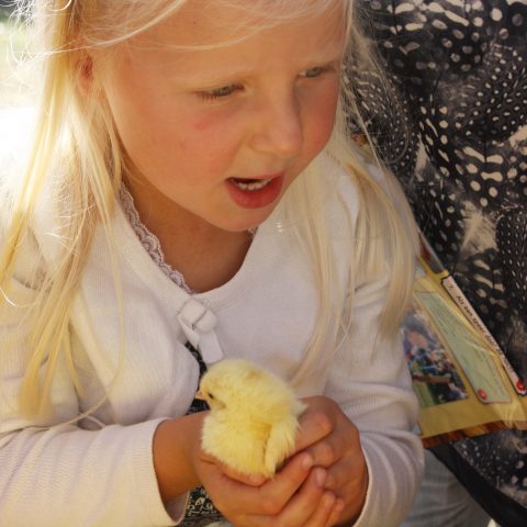 kinderboerderij